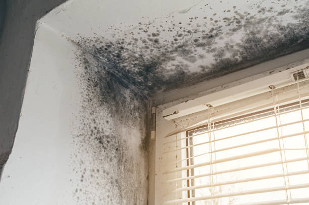 Affordable Hvac And Air Duct Mold Remediation solutions in Jarratt, VA